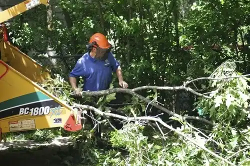 tree services Iowa
